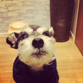 シャクシャク林檎の画像