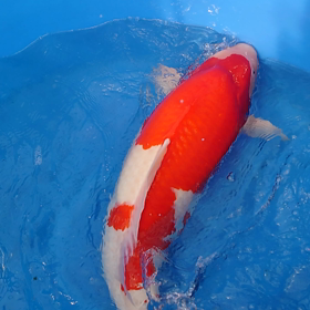 いいよね～の画像