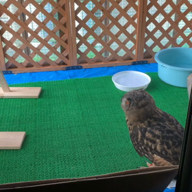 後ろ髪引かれ隊の画像