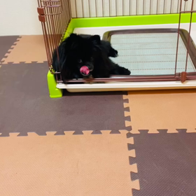 2022年4月14日　クランベリーの画像