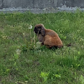 撮り溜めていたうさぎ動画③の画像