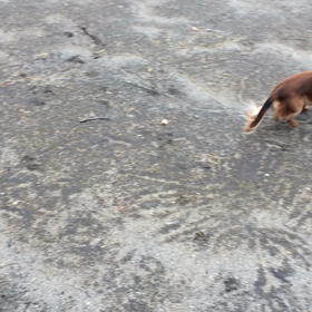 ココアの成長の画像