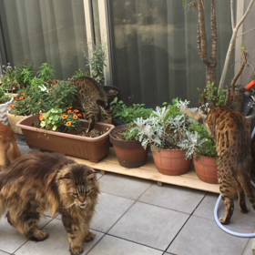 朝の外気浴の画像