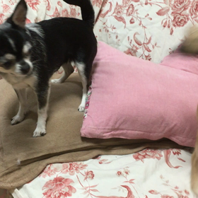 いつ仲良くできるのか‥(´･_･`)の画像