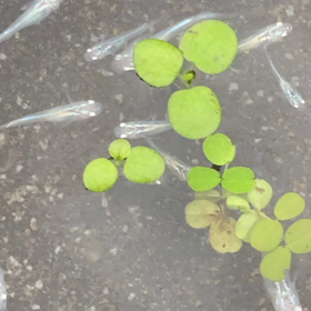 朝からめだ活やっています。の画像