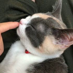 ママのお膝でゴロゴロの画像