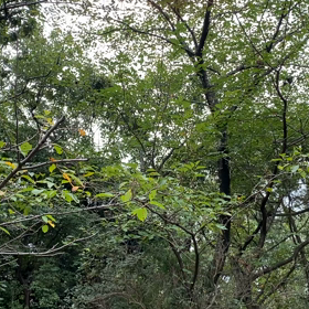 残  暑厳しき折の画像