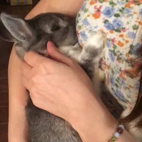 ふくた、抱っこしながら寝ちゃうの画像