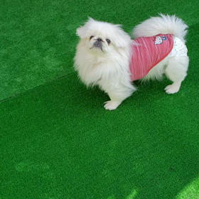 自宅のベランダを人工芝生でドッグラン風にの画像