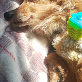 マッサージU^ェ^Uの画像