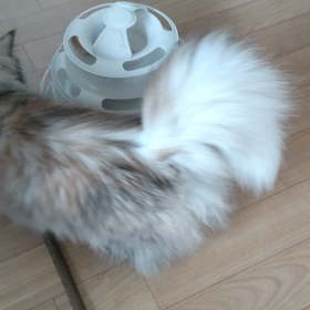 今日も元気にゃの画像