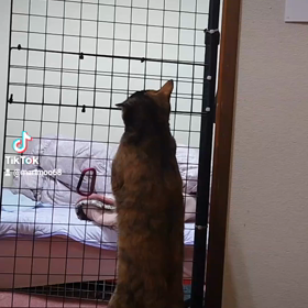 痛かったのょwwwの画像