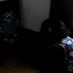 玉ねぎの苗。の画像