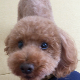 動物病院へ。離乳食184日目（11m18d）の画像