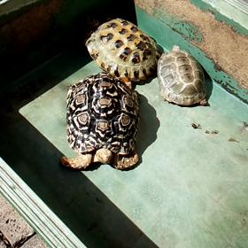 リクガメ日光浴の画像