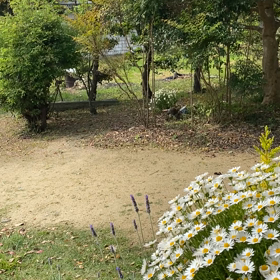 清らかな鳥の声の画像