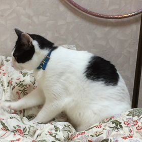 ふみふみの画像