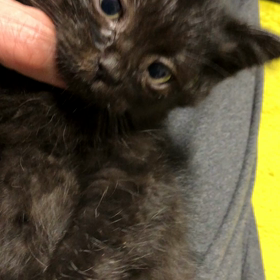 札幌里親の会ノラの画像