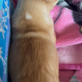 わが家のわんこの画像