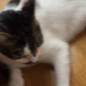 コロコロの画像