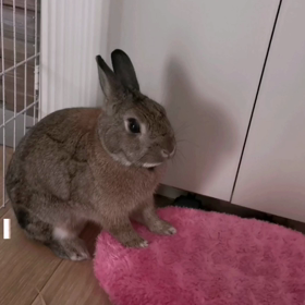 なかなか撮れない…の画像