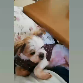 抱っこが好きになっちゃった♪の画像