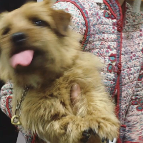 グランドギャラリーは本日定休日ですの画像