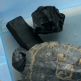 かめ吉が鳴いた❣️の画像