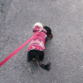 お散歩日和の画像