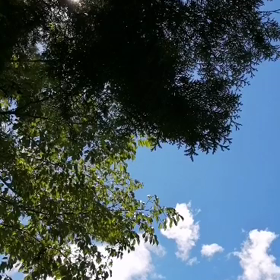 夏の思い出☆夏の終わりの命Memories of summer#夏の思い出 #夏の終...の画像