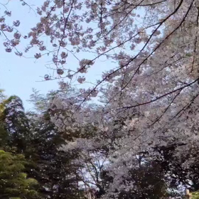 まゆみママ⭐が、桜吹雪を撮しましたよんの画像