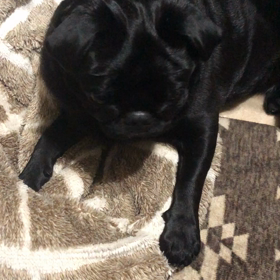 クロパグ　女の子の画像