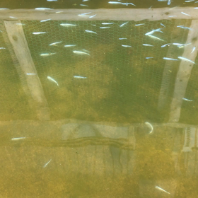 メダカ　2023年3月　：冬眠明けの画像