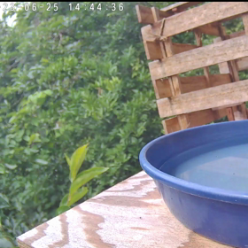 すぎぴたんの事件簿シーズン3　308話（こらこら！やめなさい子ヤマガラ）の画像