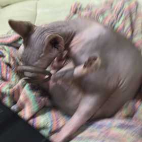 クネクネダンス？！の画像