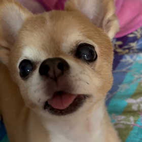 わが家のわんこの画像