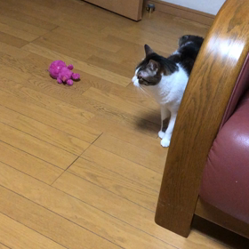 今日から2月….我が家のトピックス！デールちゃん動画。の画像