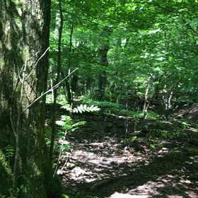 コロナな夏の画像