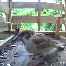 すぎぴたんの事件簿シーズン3　3話（三つ巴）の画像