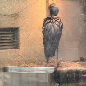 東京2days  上野動物園にて　ハシビロコウが！の画像