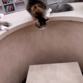 平日の猫カフェの画像