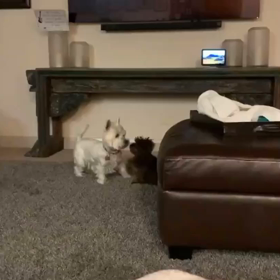 かわいすぎる。の画像