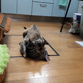 親子喧嘩の画像