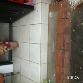 雪やこんこんの画像