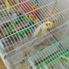 可愛いインコの画像