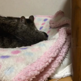 主人に子育てしてもらわなくて良かった。予定は未定の今日昨夜のデール、不思議な犬猫の違い。の画像