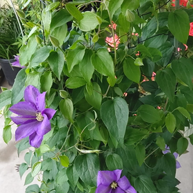 クレマチスPart2の画像