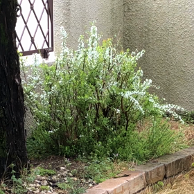 ホーホケキョの画像