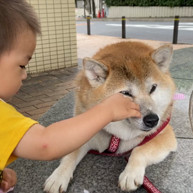 ワンワン大好きの画像