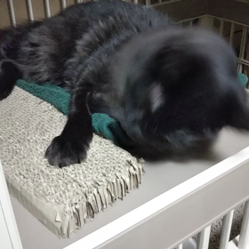 ストレス？の画像